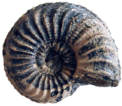 Espressotasse Ammonit